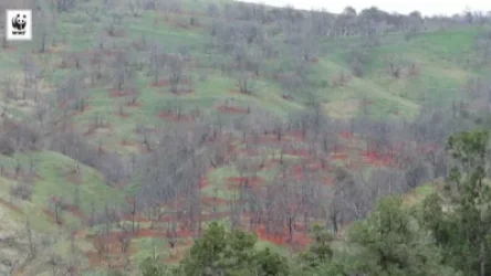 «Խոսրովի անտառ»-ի հրդեհված հատվածը սկսել է ծաղկել