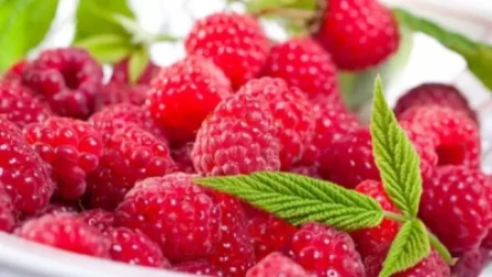 Ազնվամորու փառատոն՝ Շաքիի ջրվեժի տարածքում