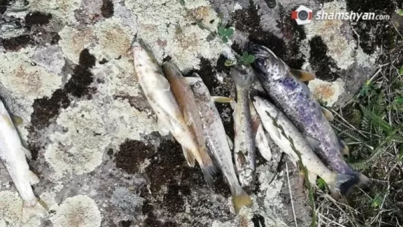 Ստեփանավանում հայտնաբերված սատկած ձկների հարցով զբաղվում է ՍԱՏՄ–ն