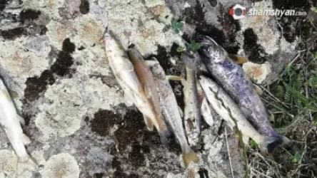 Ստեփանավանում հայտնաբերված սատկած ձկների հարցով զբաղվում է ՍԱՏՄ–ն