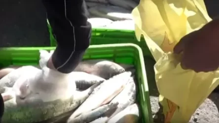 «Սևան» ազգային պարկի մի շարք մասնաճյուղերի տնօրեններ թույլատրել են «սիգի» ապօրինի արդյունահանումը