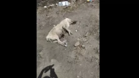 Դաժան սպանդ Էջմիածնում․ այս անգամ կրակել են կերակրող շանը