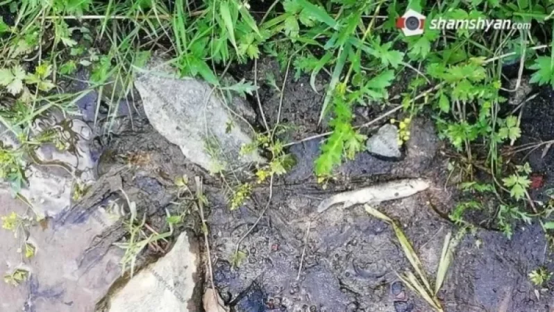 Մեծ թվով սատկած ձկներ. Ոսկու հանքի թափոնները լցվում են գետը