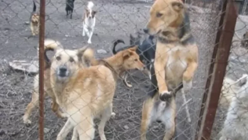 Ոստիկանությունը՝ Էջմիածնում թափառող շների սպանդի մասին