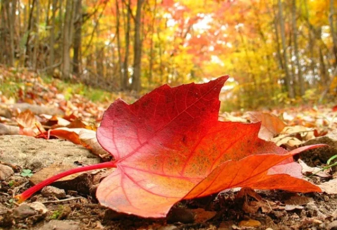 Օդի ջերմաստիճանն աստիճանաբար կբարձրանա. եղանակը Հայաստանում