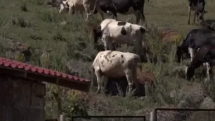 ՏԵՍԱՆՅՈՒԹ. Կառավարության աջակցությունը ֆերմերներին