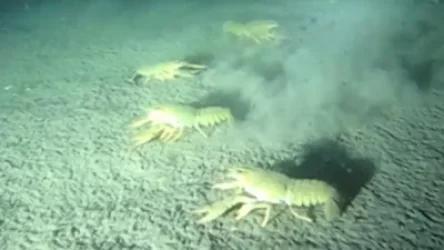 ՏԵՍԱՆՅՈՒԹ. Սևանի հատակը վերածվել է աղբանոցի