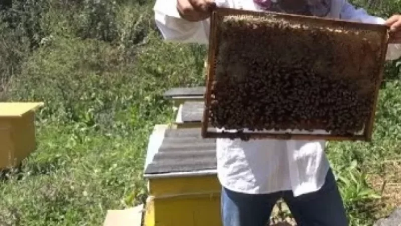 Այրվել է 30 մեղվափեթակ, 100 խնձորենի