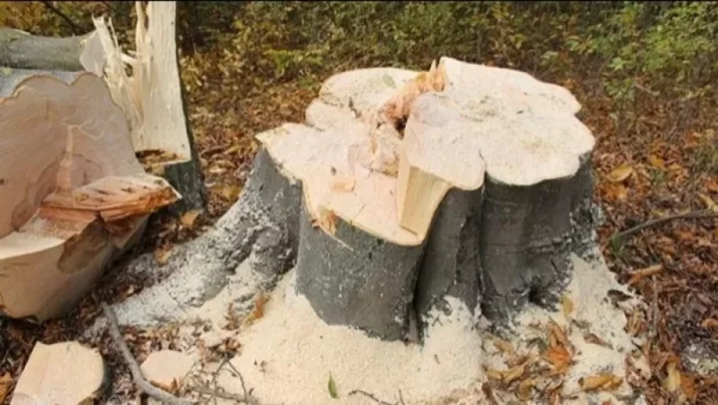 Ապօրինի ծառահատում Լոռիում. հատվել են հաճարենիներ