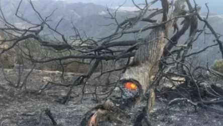 ՏԵՍԱՆՅՈՒԹ․ "Արևիք" ազգային պարկի հրդեհված հատվածներից թարմ տեսարաններ