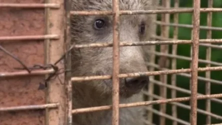 ՏԵՍԱՆՅՈՒԹ․ Դիլիջանից քոթոթը տեղափոխվեց Վայրի կենդանիների փրկարար կենտրոն