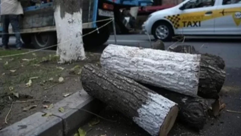 Ահարոնյան փողոցի ծառերը ապօրինի չեն հատվում․ Երևանի քաղաքապետի մամուլի խոսնակ