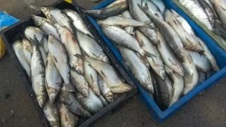 Ձկան ապօրինի արդյունահանման գործով ձերբակալվել է «Սևան ազգային պարկ»-ի «Արևիկ» մասնաճյուղի անտառագետը