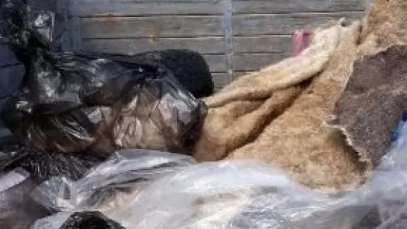 Համագյուղացիներով կենդանու մորթ են իրականացրել և միսը բաժանել իրար մեջ․ սիբիրյան խոցի տարածման պատճառը