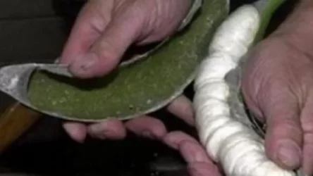 Վաշինգտոնում բանանների մեջ 1 մլն դոլարի կոկաին են հայտնաբերել