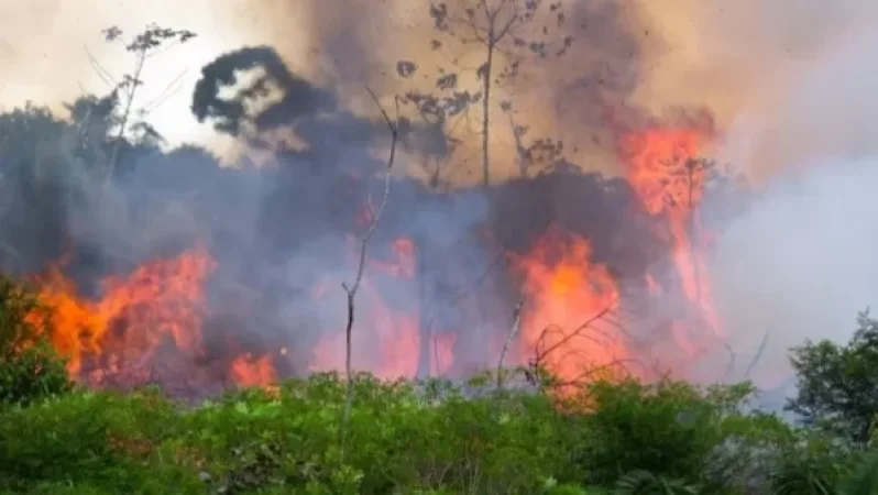 Բրազիլիայում 2 օրում անտառային հրդեհների թիվն աճել է ավելի քան 1600-ով