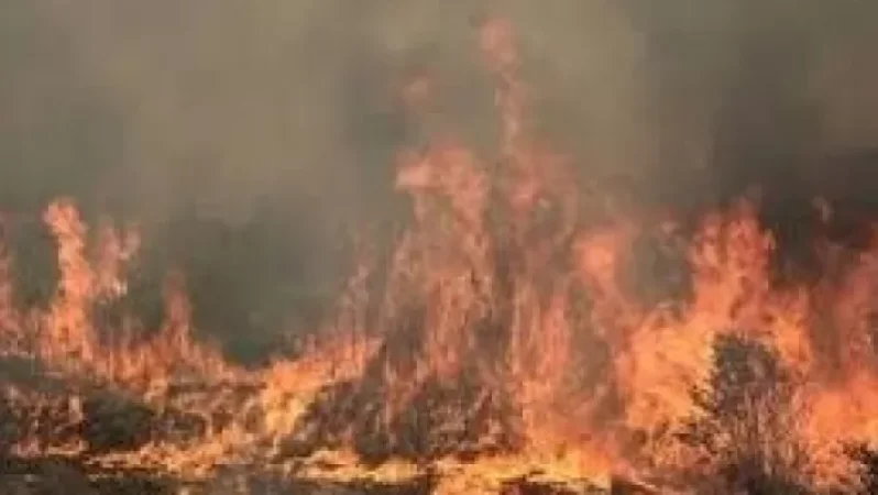 Video: Approximately 6.5 Hectares of Forest Area Burning in Saravan Village