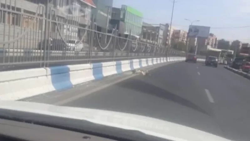 Արդեն 7 օր է՝ սատկած շան մարմինն ընկած է Արգավանդի խճուղում ու գարշահոտություն է տարածում