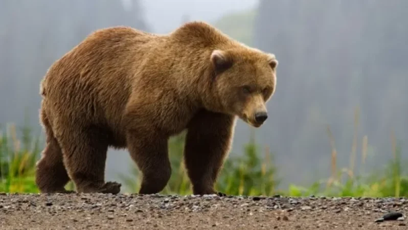 Արփի գյուղի տներից մեկի բակում արջը վնասել է 22 ճագար