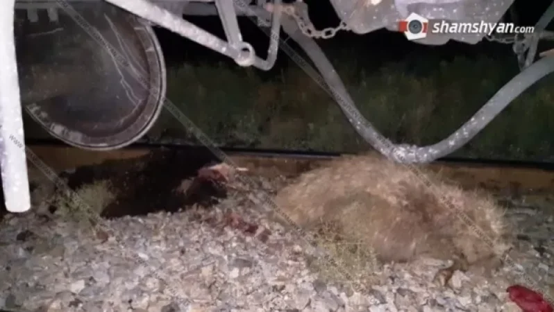 Արարատի մարզում մանր եղջերավոր անասունները մնացել են ընթացող բեռնատար գնացքի տակ ու սատկել