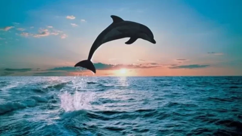 VIDEO: Dolphin Thanks Fishermen for Rescuing Its Calf in Italy