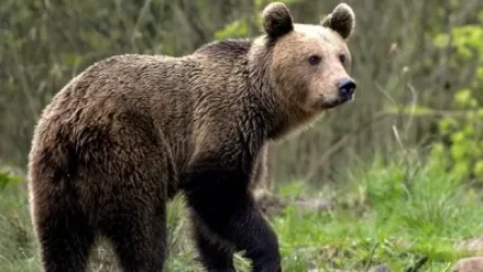 Արագած լեռան վրա Լեհաստանի Հանրապետության երկու քաղաքացի ենթարկվել է արջի հարձակման. ԱԻՆ