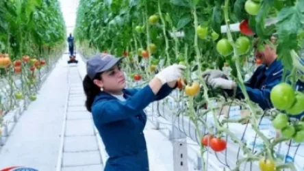 Հաստատվեց Փոքր և միջին ջերմատնային տնտեսությունների ներդրման պետական աջակցության ծրագիրը