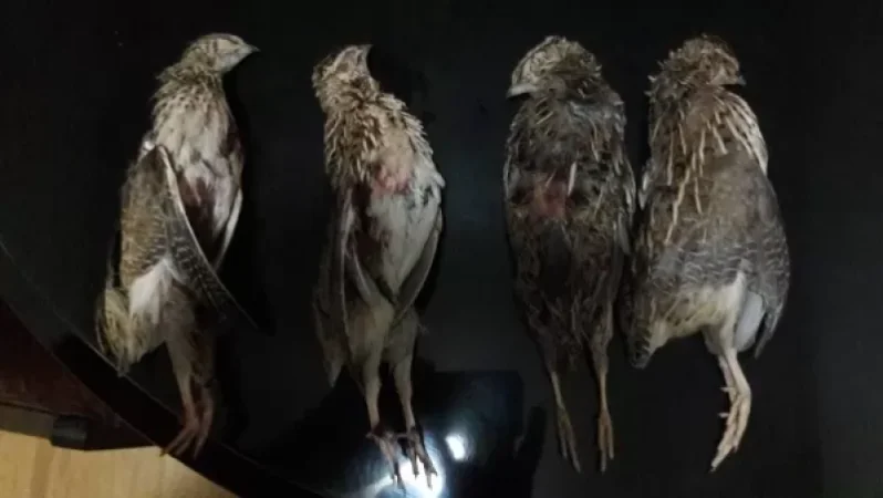 Նոյակերտի տարածքում ապօրինի որսի դեպք է հայտնաբերվել