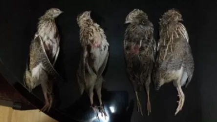 Նոյակերտի տարածքում ապօրինի որսի դեպք է հայտնաբերվել