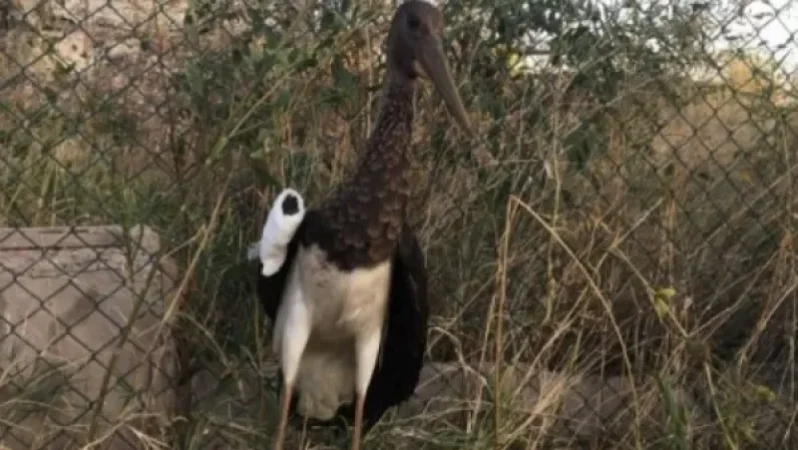 Նյութեր են նախապատրաստվում սև արագիլի վրա կրակելու դեպքի հիման վրա