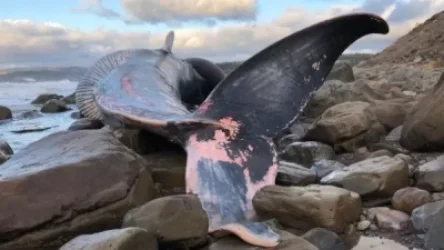 ԼՈՒՍԱՆԿԱՐ․ Կանադայում հայտնաբերվել են հազվադեպ հանդիպող կապույտ կետի մնացորդներ