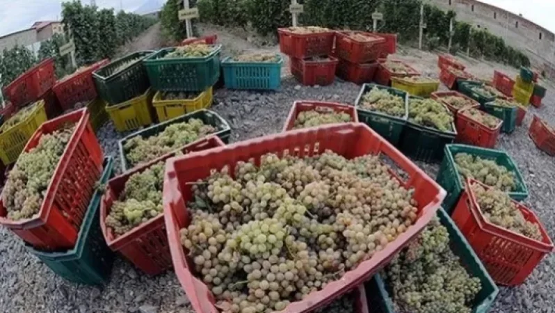 Խաղողագողություն Այգեհովիտում. հասցվել է խոշոր չափի վնաս