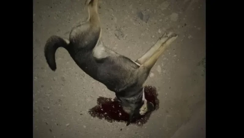 18+ Ամբողջ գիշեր կրակում էին, ո՞վ պիտի պատասխան տա․ քաղաքացին ահազանգում է