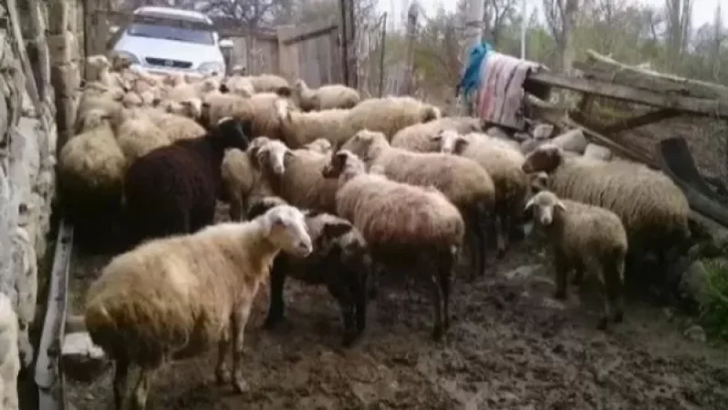 Կապանցին գառներ է գնել և վճարել գոյություն չունեցող փողով. նա բերման է ենթարկվել