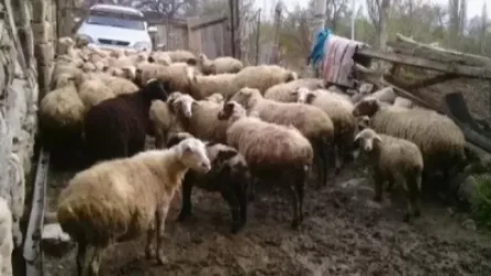 Կապանցին գառներ է գնել և վճարել գոյություն չունեցող փողով. նա բերման է ենթարկվել