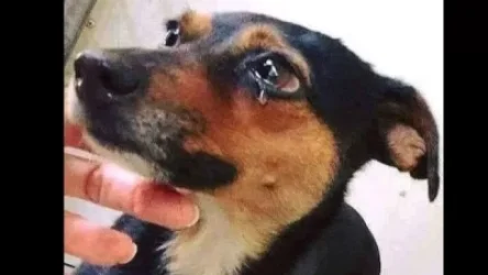 Գյումրիում հերթական անասունը շան վզին պարան գցած` կապել է իր մեքենայից ու քարշ տվել. Նաիրա Զոհրաբյան