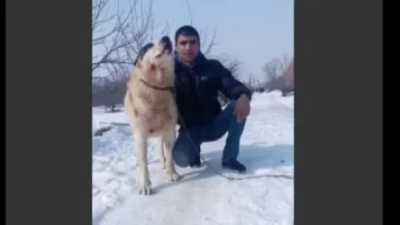 ՏԵՍԱՆՅՈՒԹ.  Գյումրիում շանը քարշ է տվել մեքենայի հետեւից