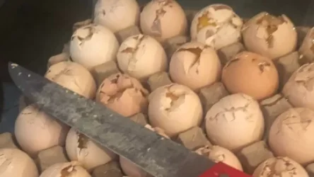 Գյումրիում 495 հավկիթ  է  ոչնչացվել