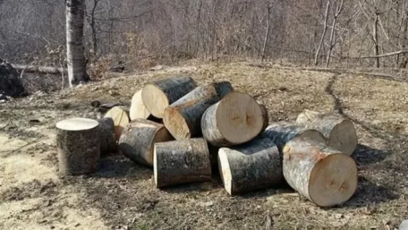 Ապօրինի ծառահատման դեպք է գրանցվել