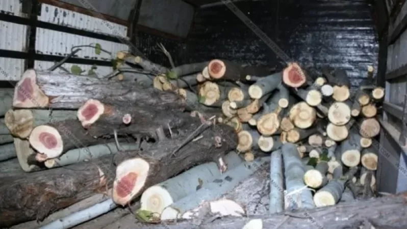 PHOTOS: Numerous Trees Cut Down in Yerevan, Citizens Raise Alarm