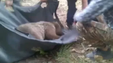 ՏԵՍԱՆՅՈՒԹ. Վայոց ձորում արջը թակարդում է հայտնվել