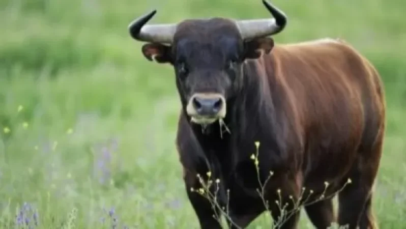 Ցուլը պոզահարել է հովվին. 40-ամյա տղամարդը հոսպիտալացվել է