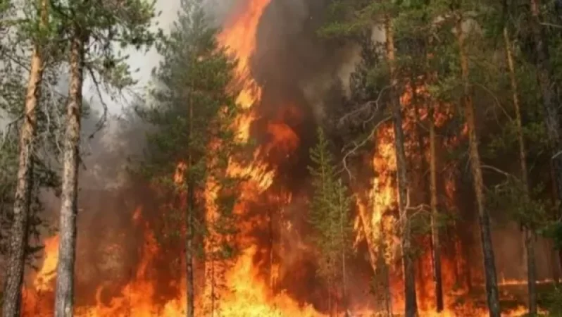 «Հրապարակ». Հրդեհները պատահական չեն՝ ծառ կտրելը արգելեցին, անտառն են այրում