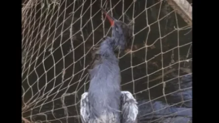 ՏԵՍԱՆՅՈՒԹ․ Ջրլող թռչունները՝ ապօրինի ձկնորսության զոհ