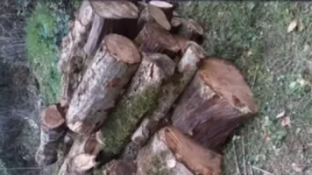 Ինչպես պայքարել ապօրինի ծառահատումների դեմ. ոստիկանությունը հերթական դեպքն է բացահայտել (տեսանյութ)