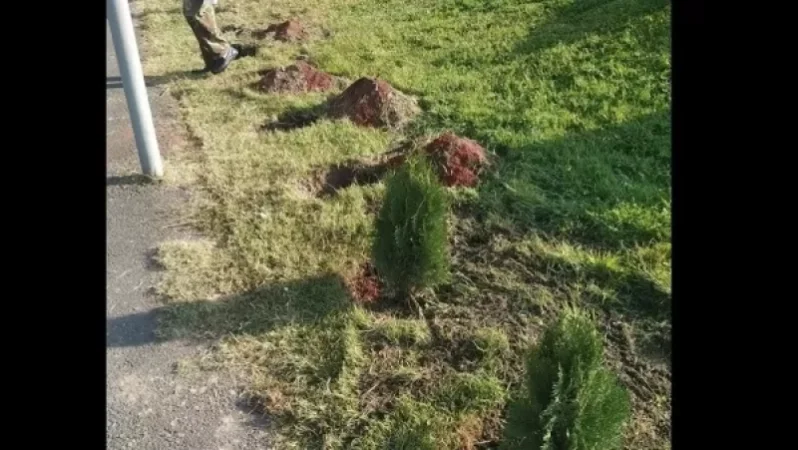 Երևանում գողացել են նորատունկ եղևնիները․ ահազանգ