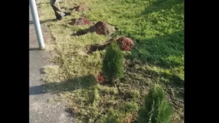 Երևանում գողացել են նորատունկ եղևնիները․ ահազանգ