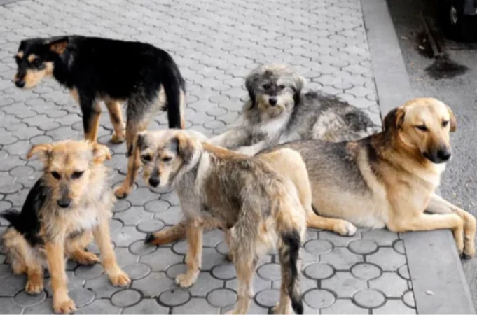 2025 թվականին որդեգրման է հանձնել 80 թափառող, անտուն շուն