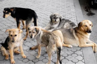 2025 թվականին որդեգրման է հանձնել 80 թափառող, անտուն շուն