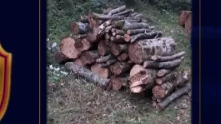 ՏԵՍԱՆՅՈՒԹ. Սյունիքում վարչական ղեկավարներից մեկը որդիների հետ իրականացրել է ապօրինի ծառահատում